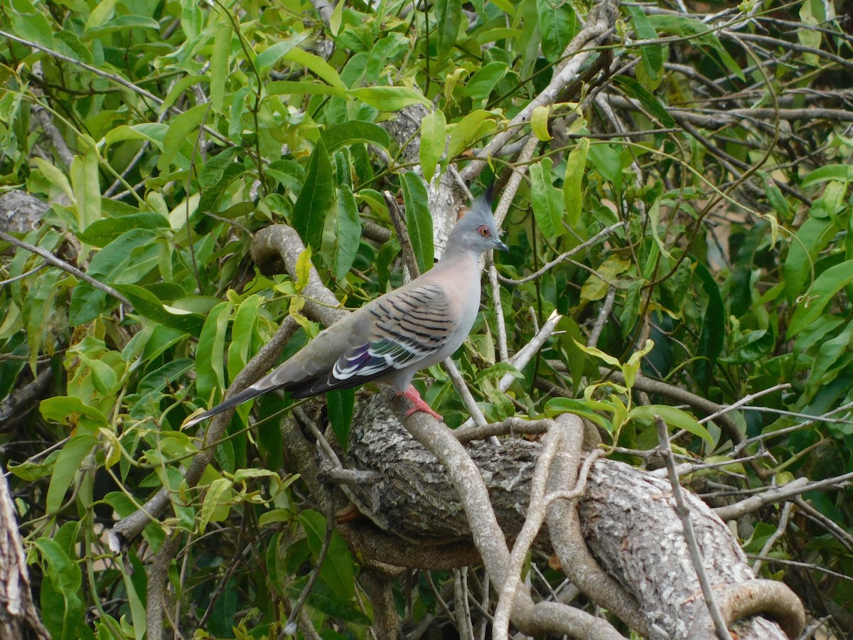 Crested Pigeon - ML505275891