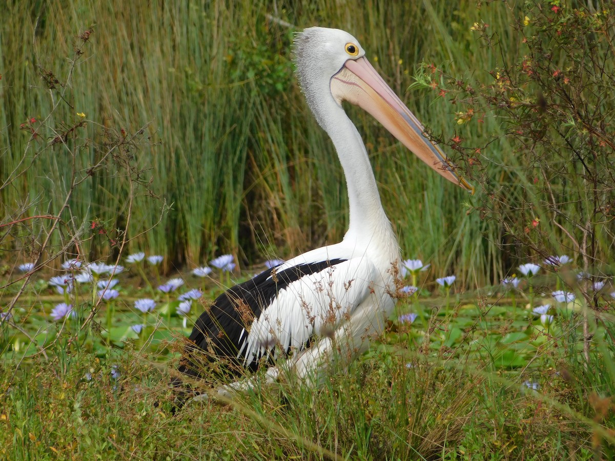 pelikán australský - ML505276201