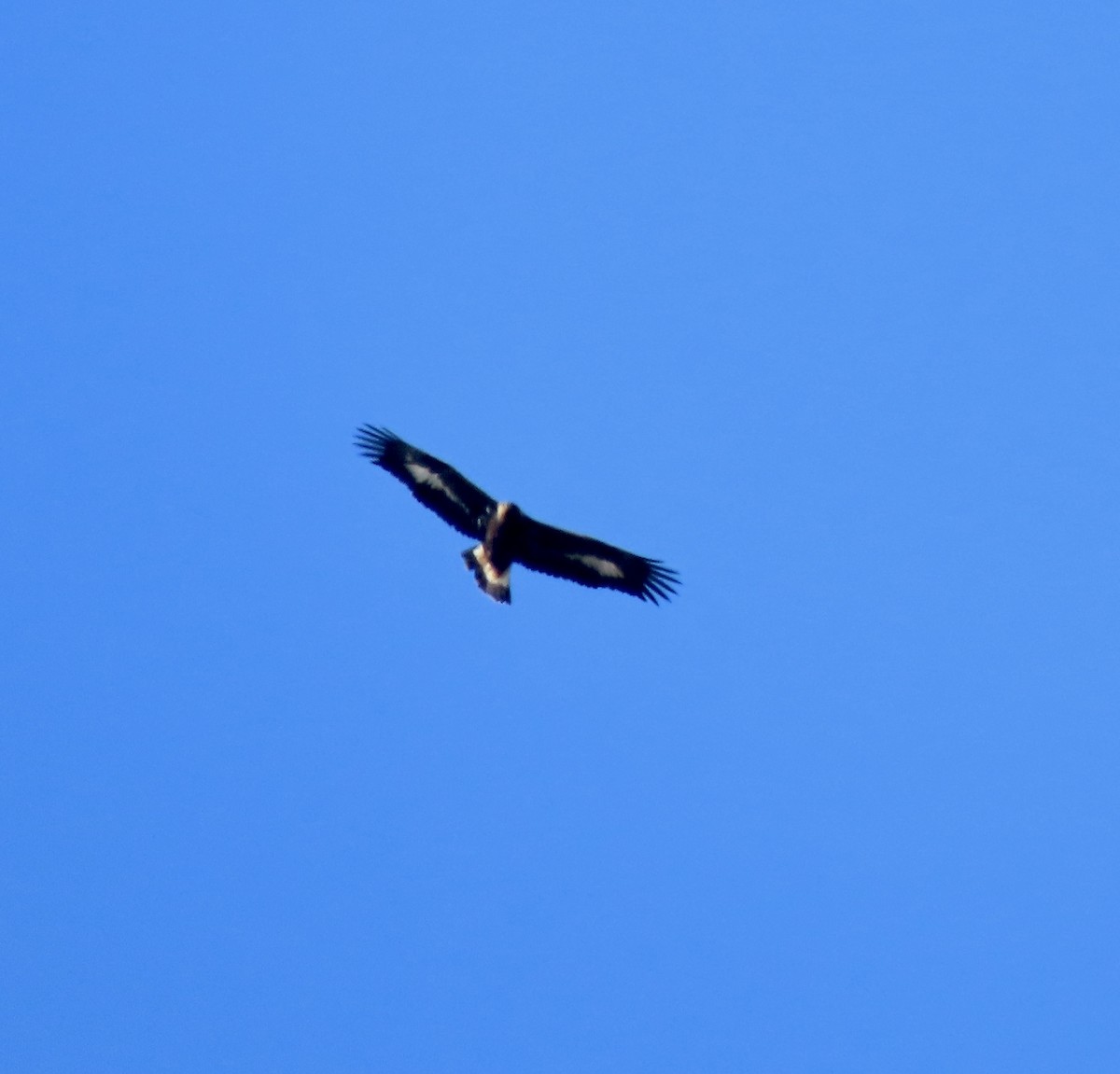 Golden Eagle - ML505276421