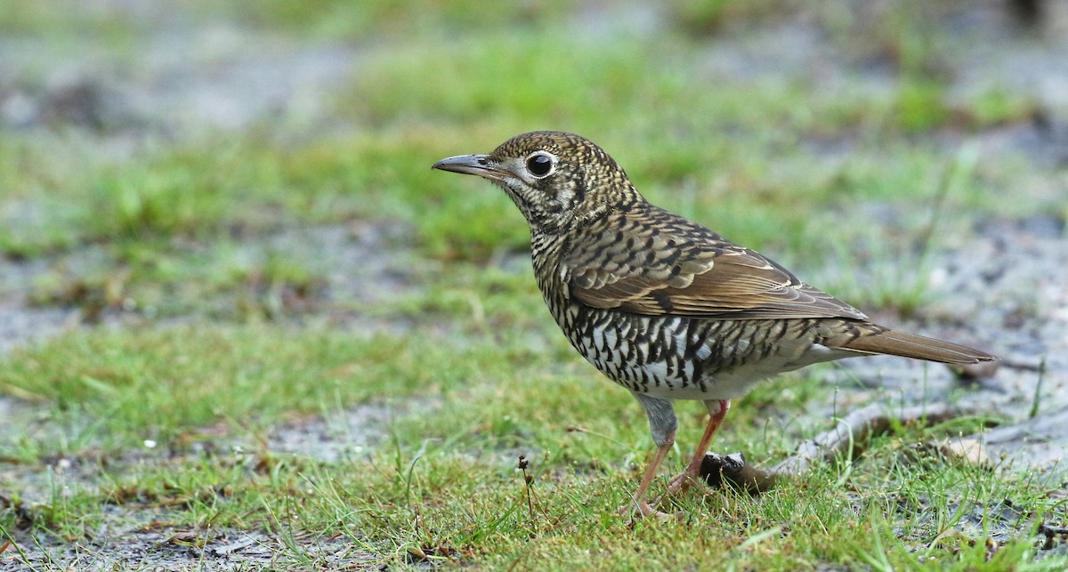 Bassian Thrush - Luke Seitz