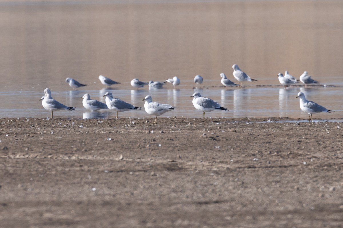 Bonaparte's Gull - ML505277571