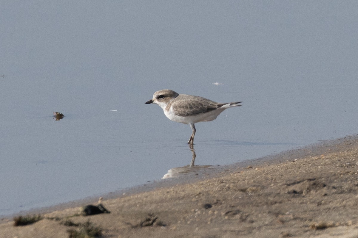 Snowy Plover - ML505277691