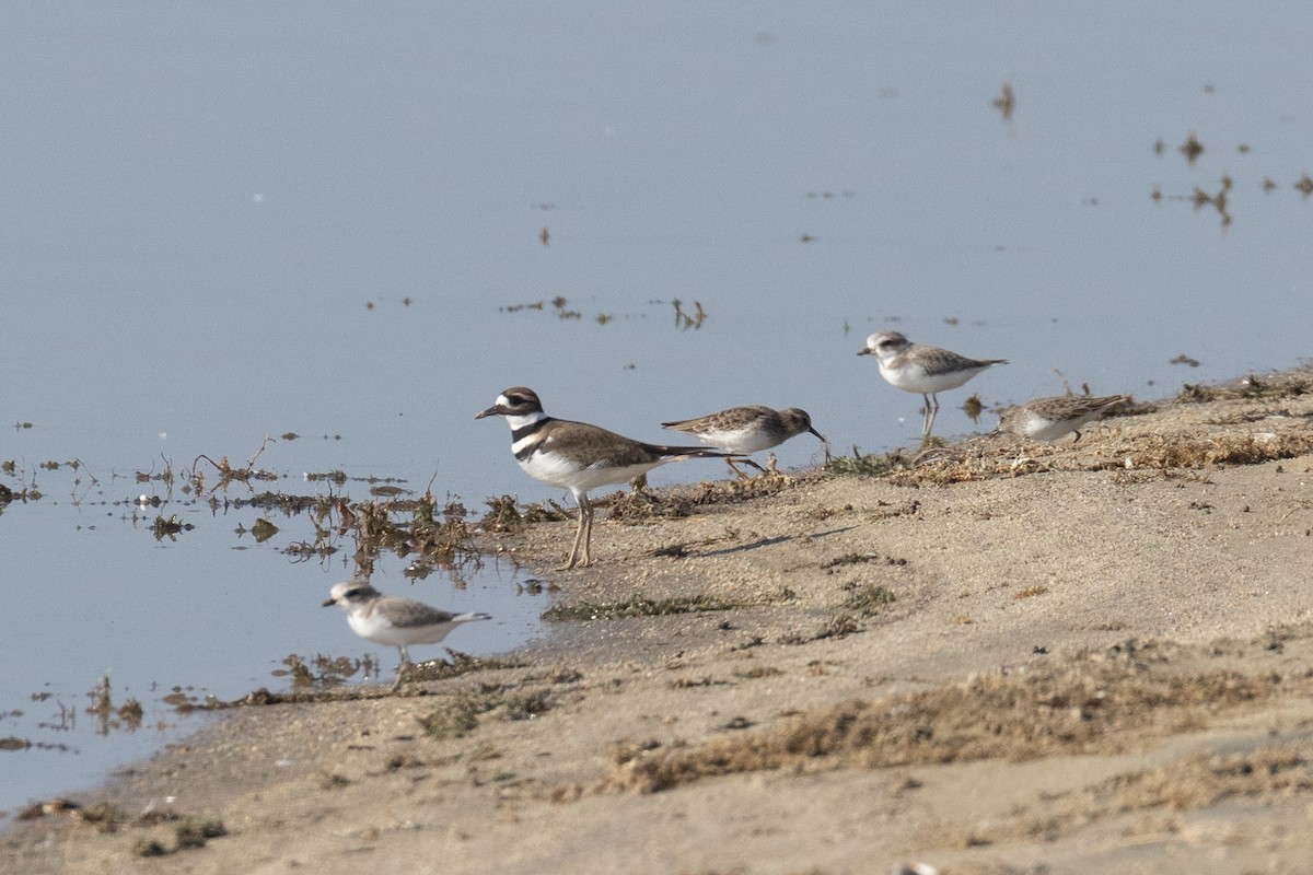 Snowy Plover - ML505277781