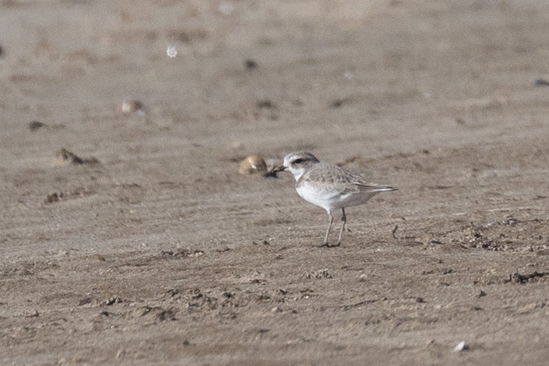 Snowy Plover - Ryan Terrill