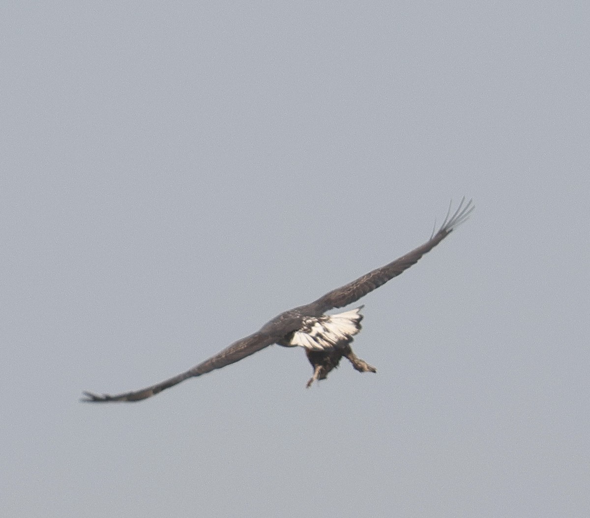 Белоголовый орлан - ML505278341