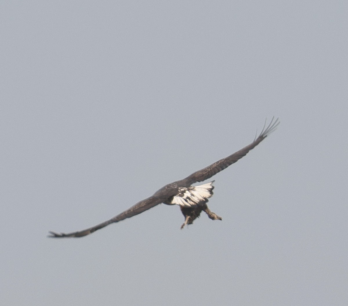 Bald Eagle - ML505278341