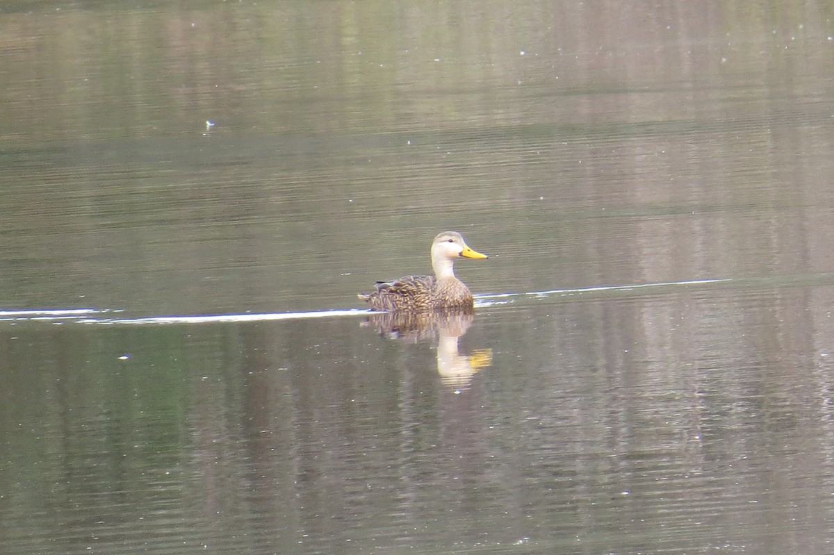 Mottled Duck - ML505279081