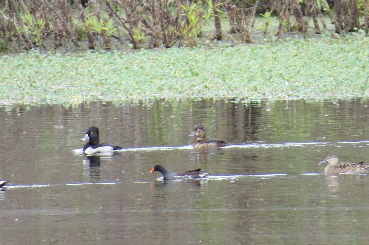 Ring-necked Duck - ML505279281