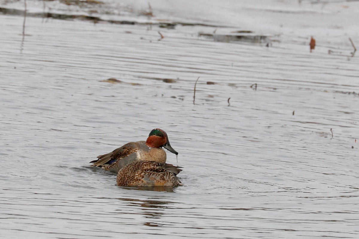 Green-winged Teal - ML505279791