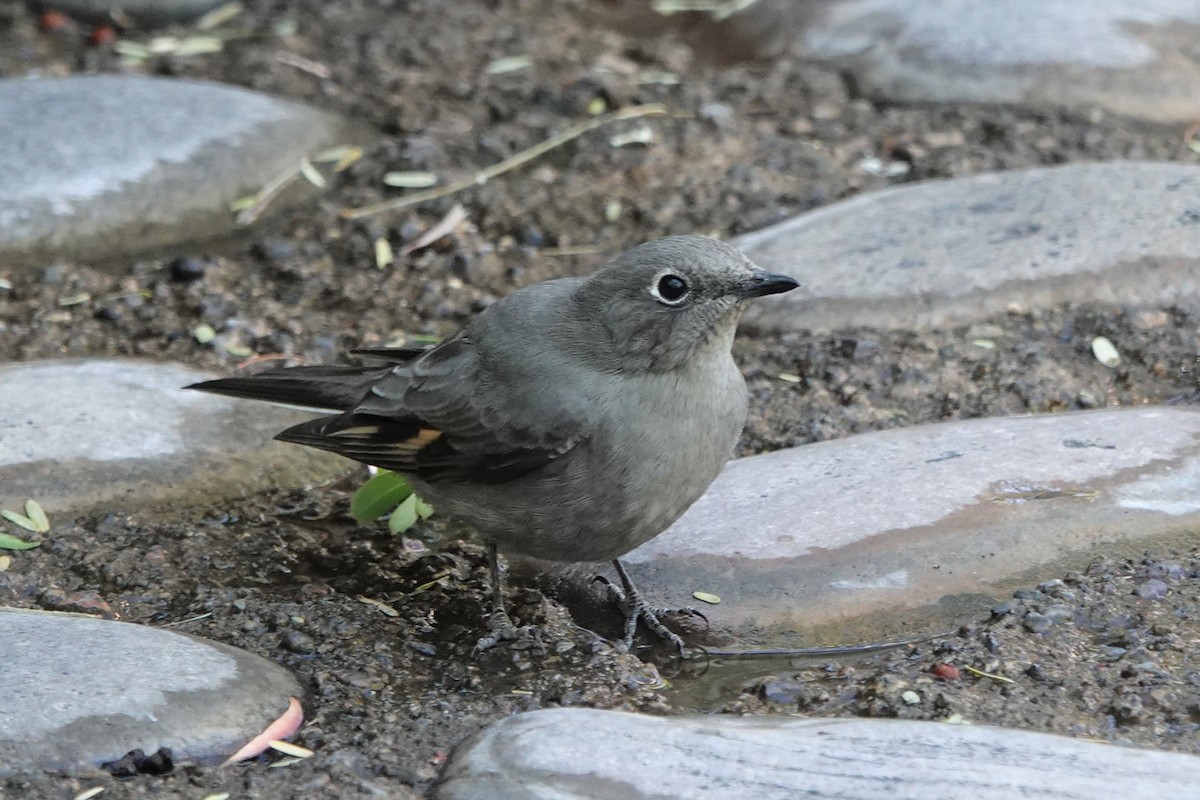 Townsend's Solitaire - ML505282111