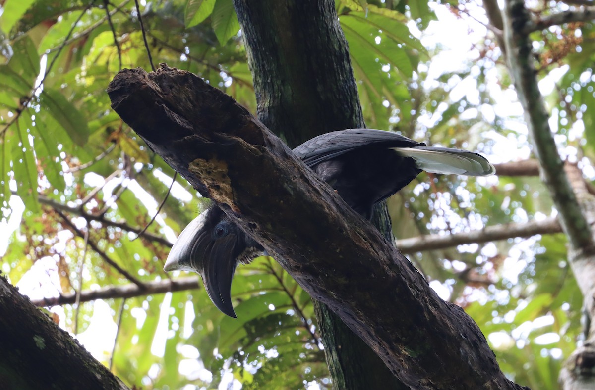 Yellow-casqued Hornbill - ML505283141