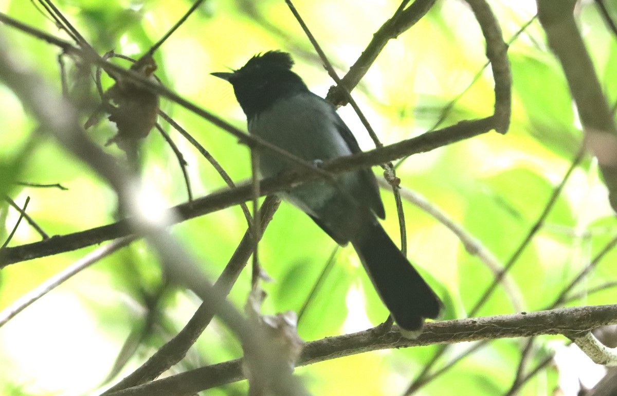 Blue-headed Crested Flycatcher - ML505283641