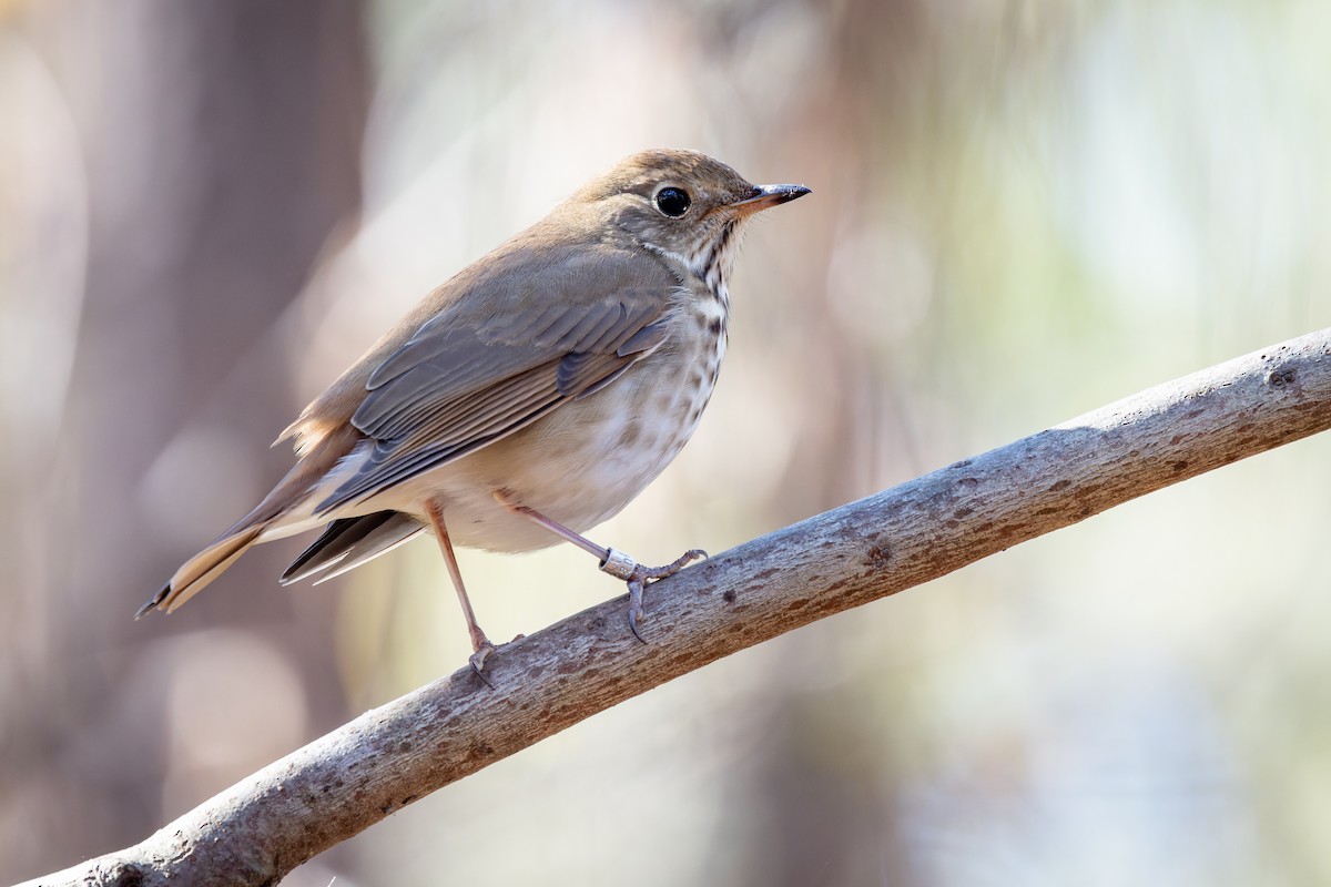 Hermit Thrush - ML505284591