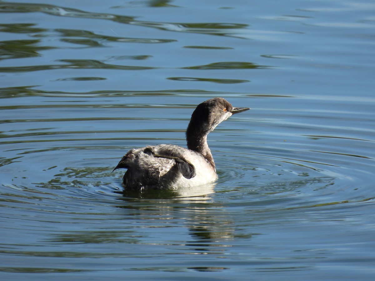 Eared Grebe - Susan Sugahara