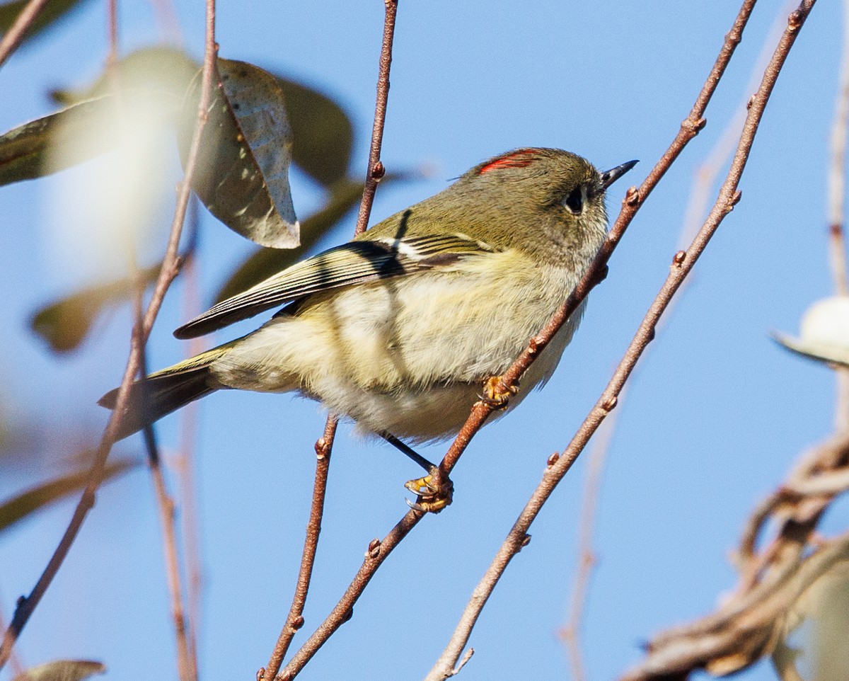 Ruby-crowned Kinglet - Debbie Lombardo