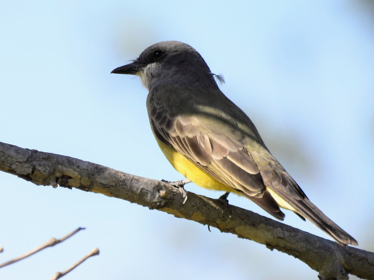 Cassin's Kingbird - Susan Sugahara