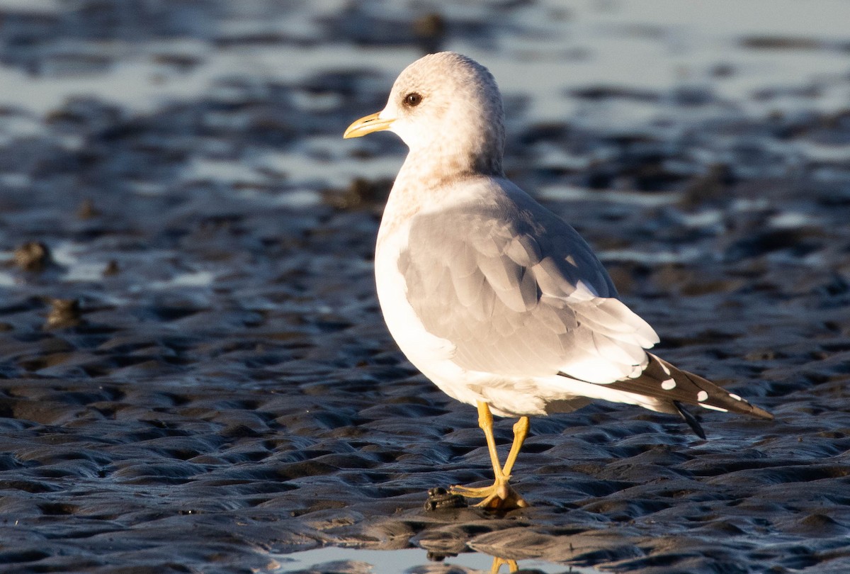 Short-billed Gull - ML505288201