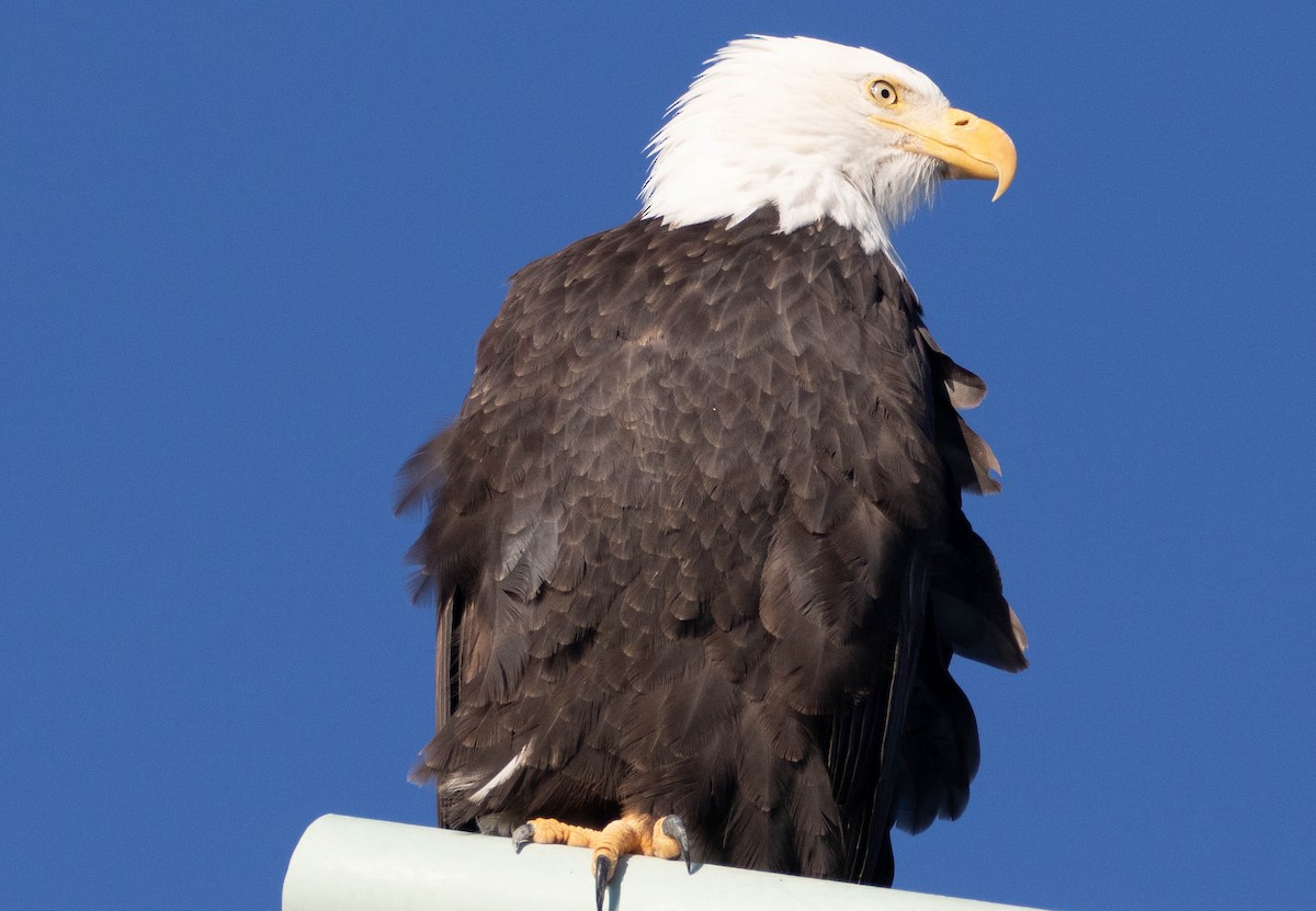 Weißkopf-Seeadler - ML505288241