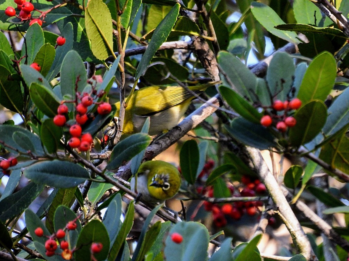 Swinhoe's White-eye - ML505288451