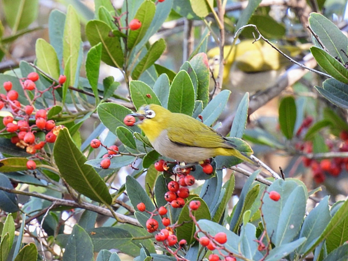 Swinhoe's White-eye - ML505288461