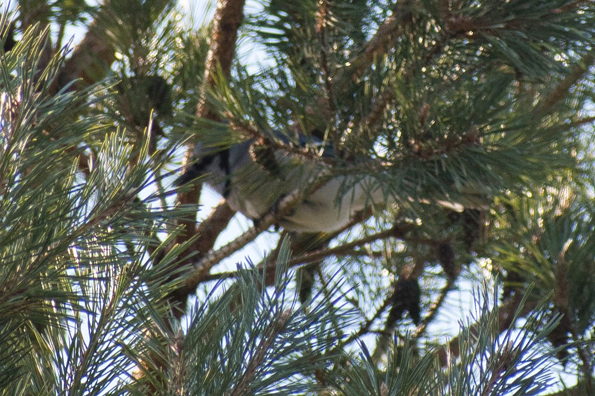 Blue Jay - Carolee Colter