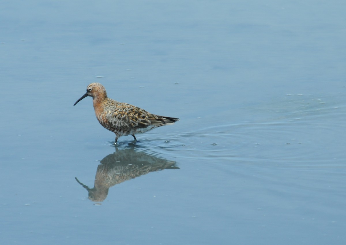 Curlew Sandpiper - ML50529071