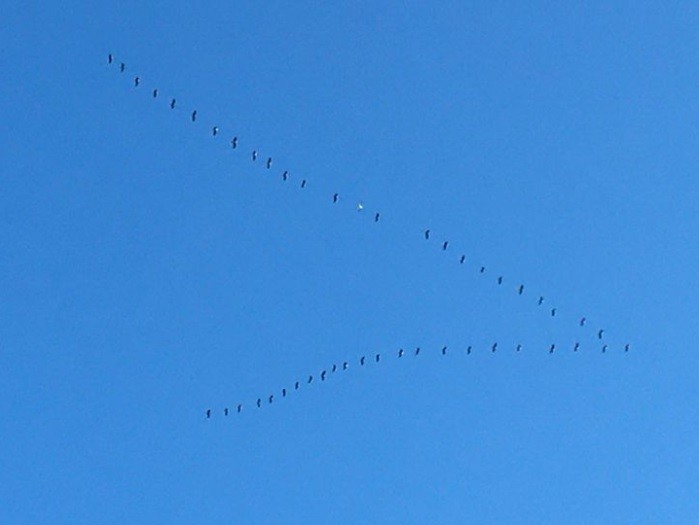 Snow Goose - ML505290931