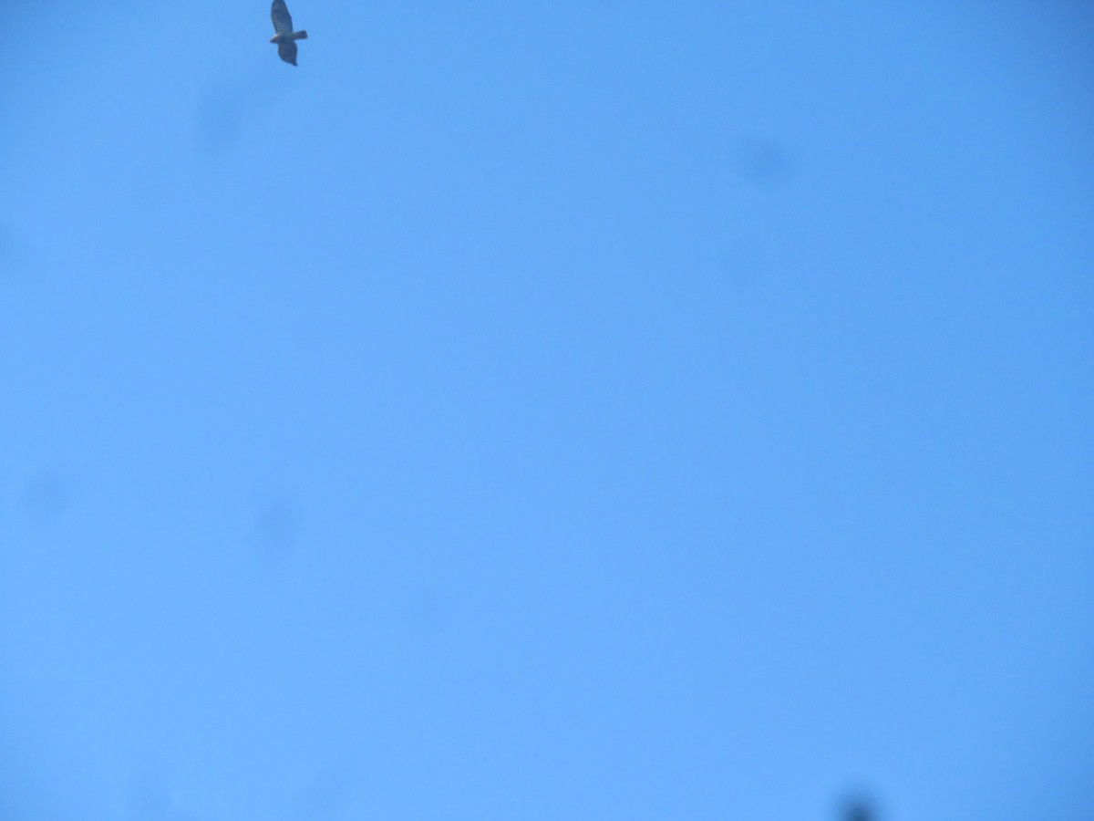 Red-tailed Hawk - ML505291731