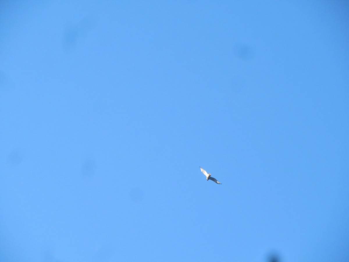 Red-tailed Hawk - ML505291741