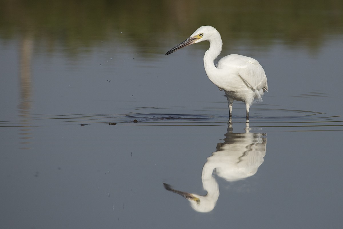 Reddish Egret - ML505293411