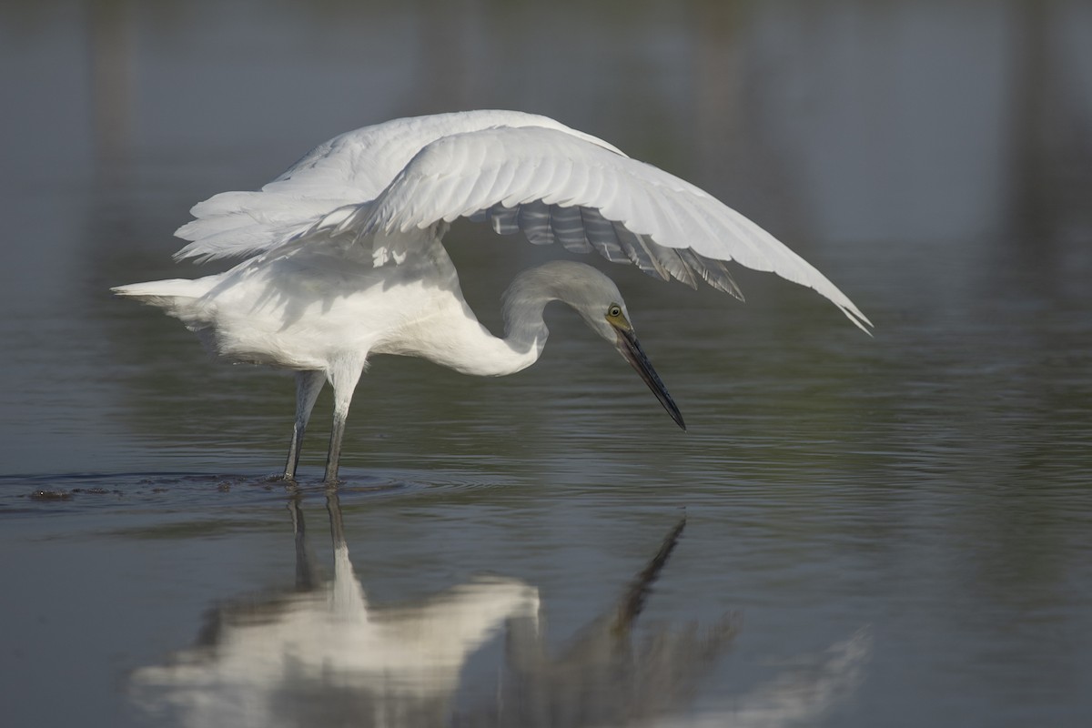 Reddish Egret - Liam Wolff