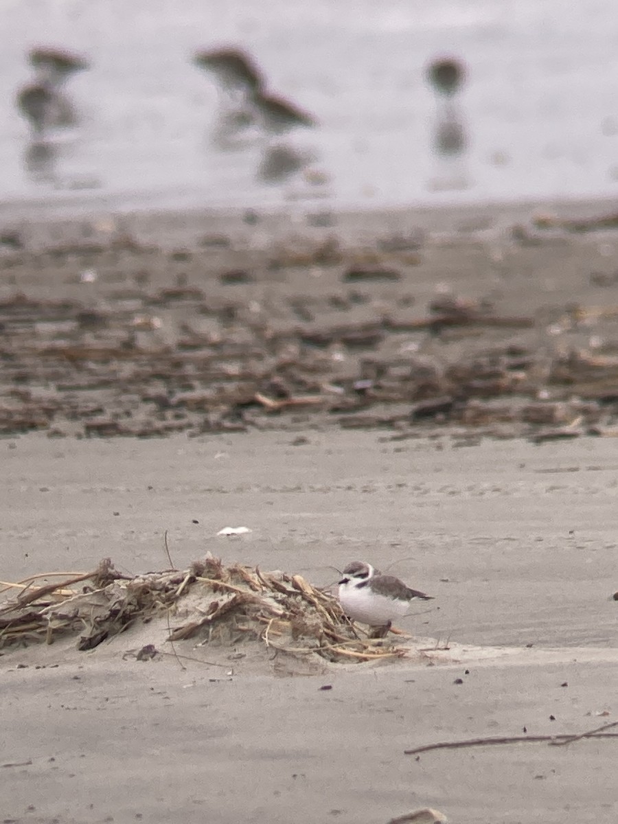 Snowy Plover - Samuel Murray