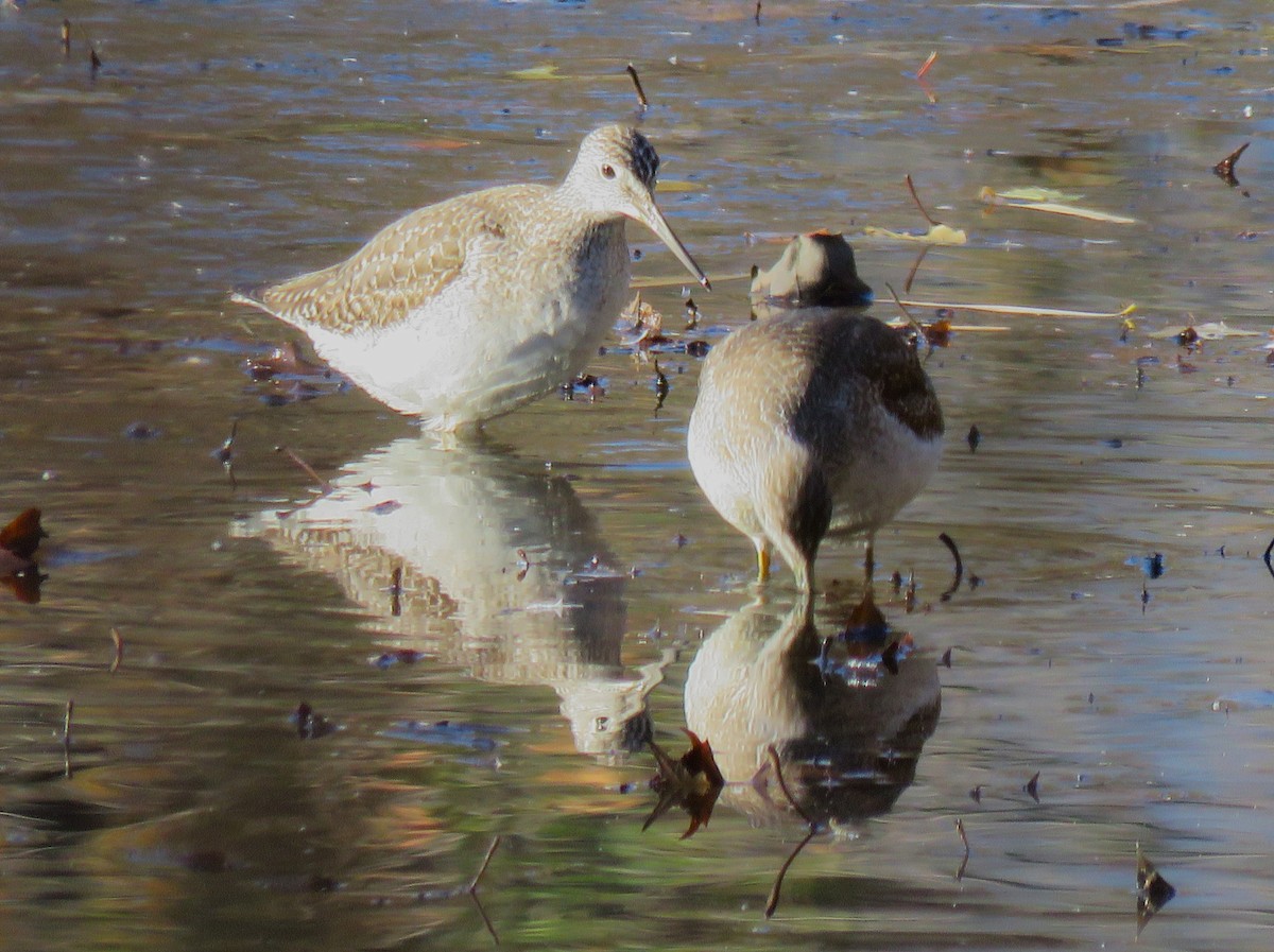 Greater Yellowlegs - ML505296971