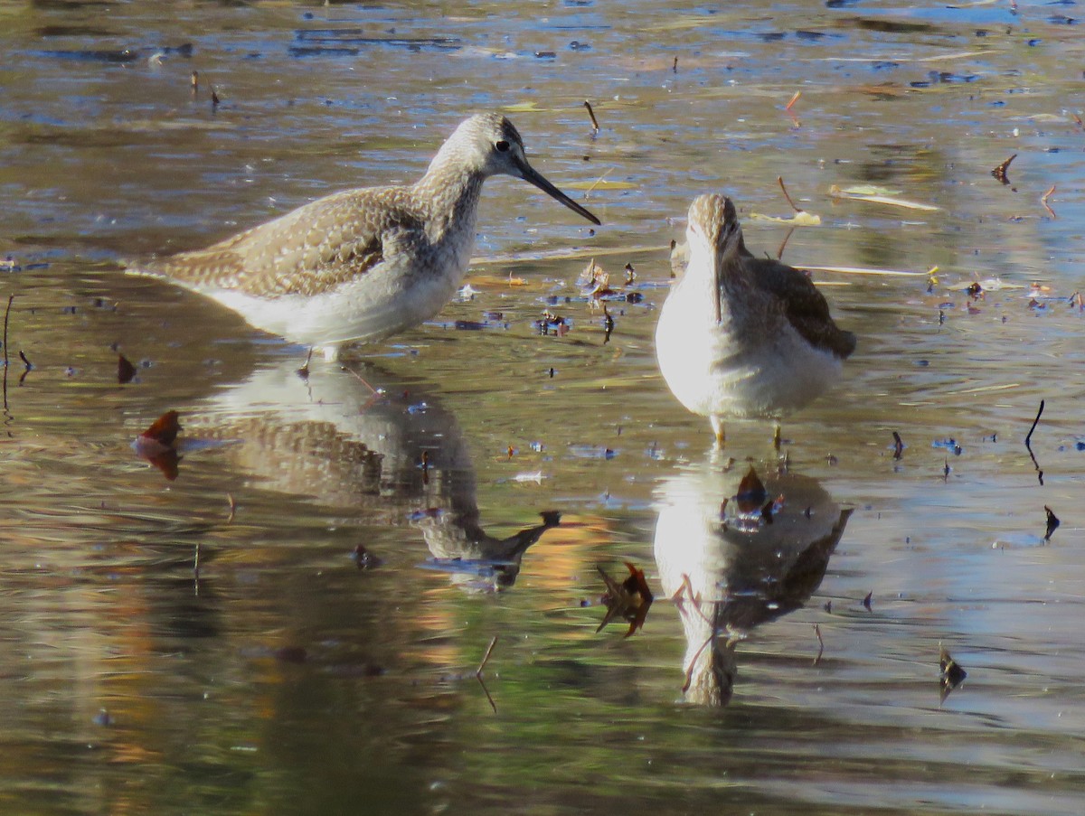 Greater Yellowlegs - ML505296981