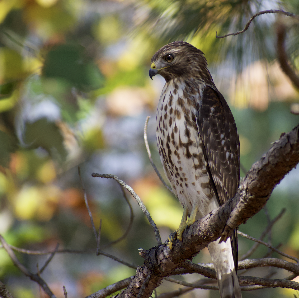 Red-shouldered Hawk - ML505297171