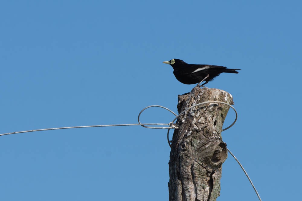 Spectacled Tyrant - ML505297241