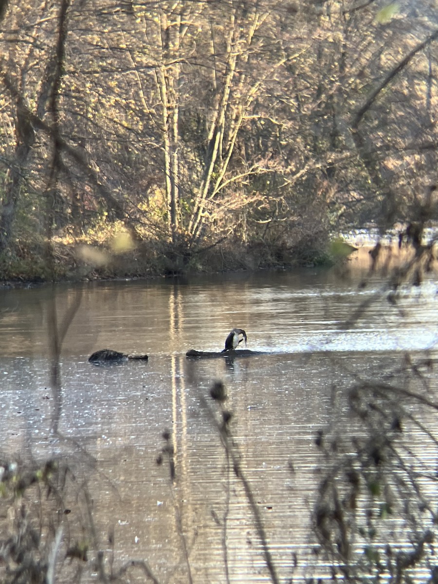 Great Cormorant - ML505298671