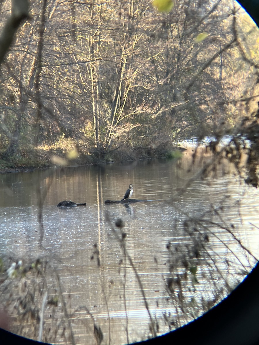Great Cormorant - ML505298681