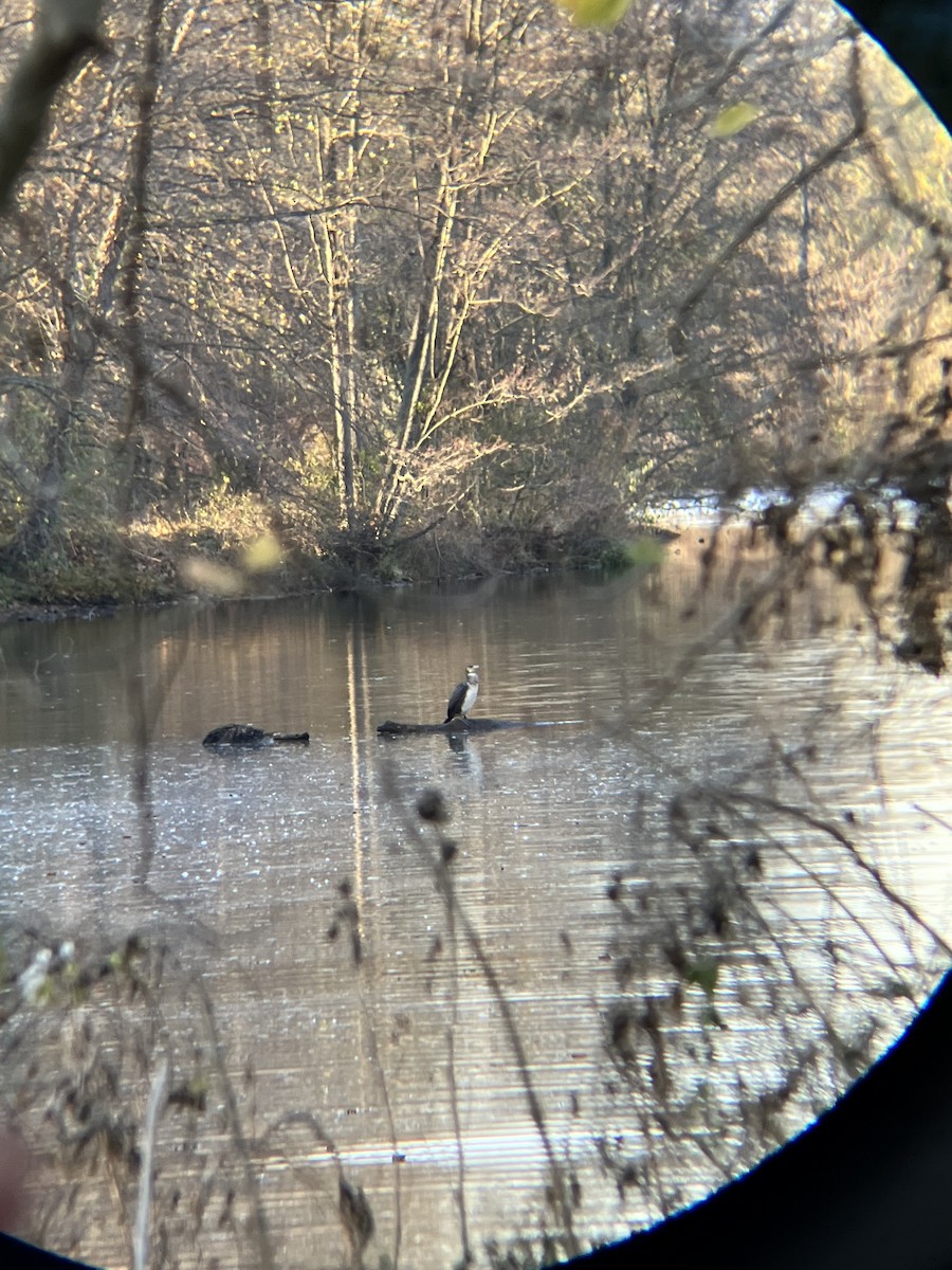 Great Cormorant - ML505298691