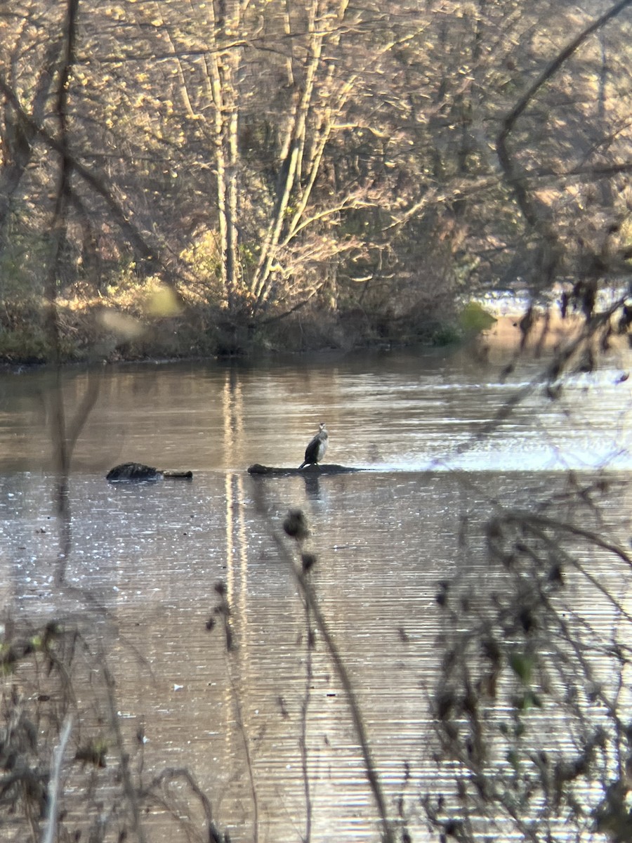 Great Cormorant - ML505298701