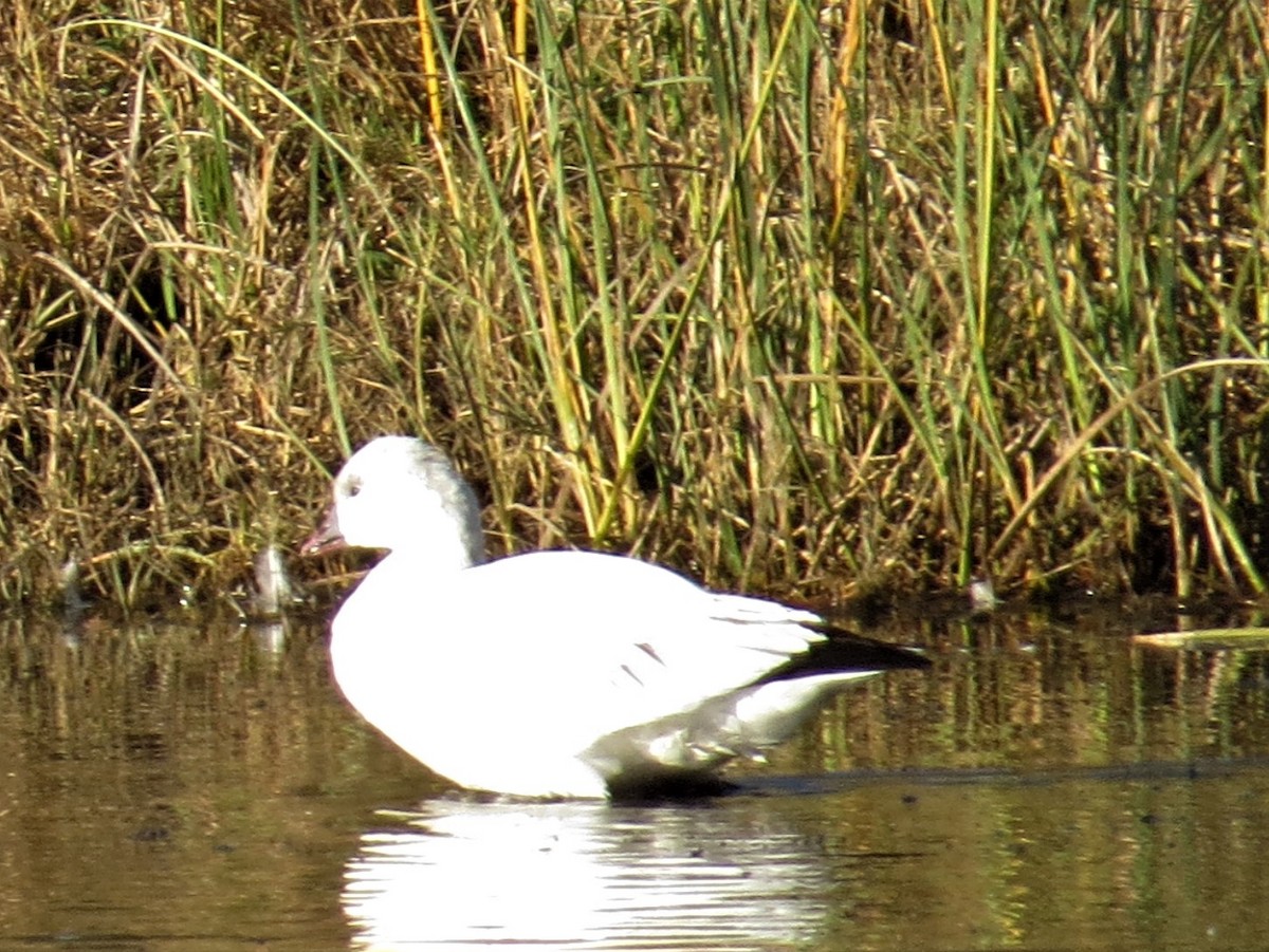 Ross's Goose - Maggie Smith