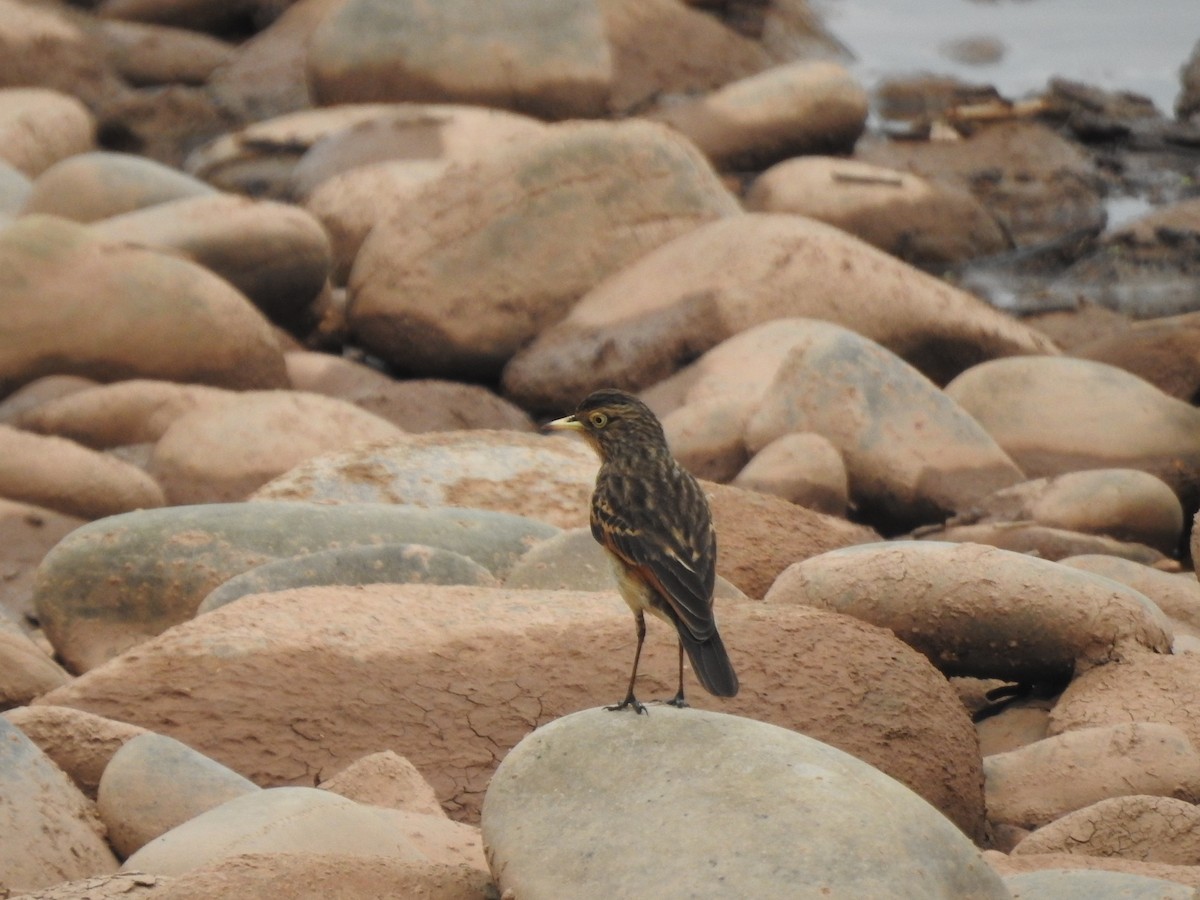 Spectacled Tyrant - ML505300881