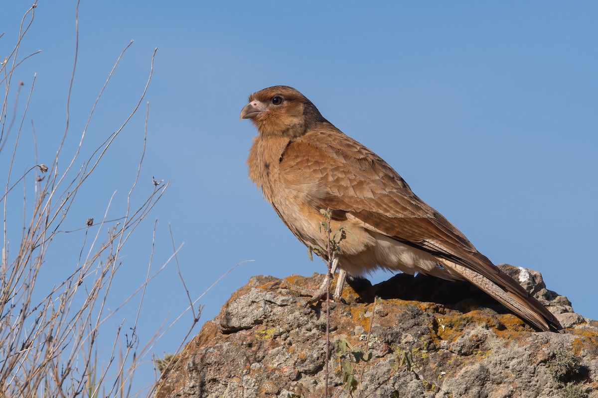 Chimango Caracara - ML505301081