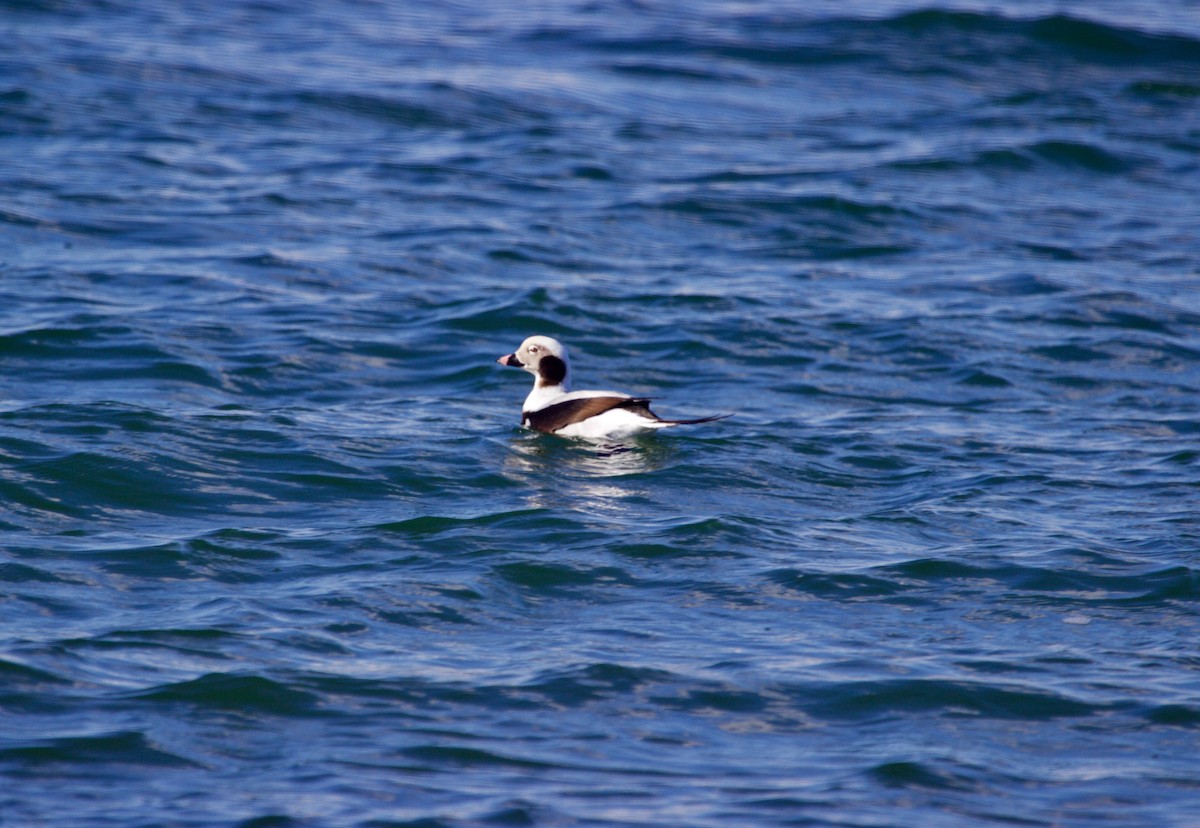 Long-tailed Duck - ML505301441