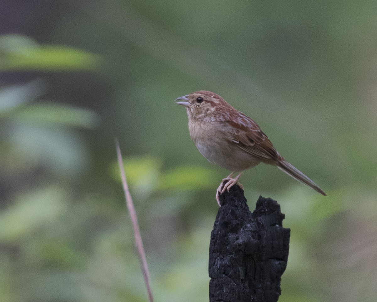 Bachman's Sparrow - ML50530201