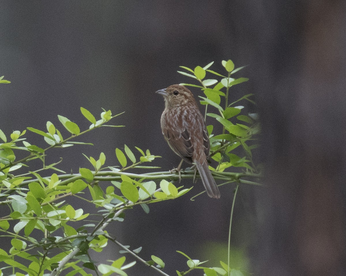 Bachman's Sparrow - ML50530211