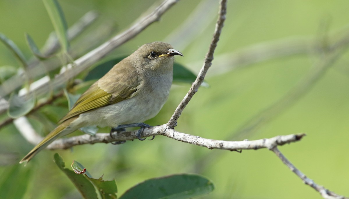 Brown Honeyeater - ML50530301