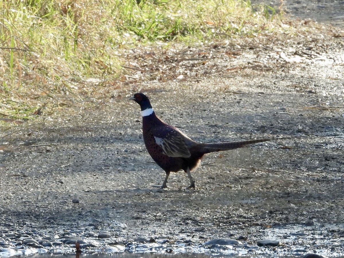 Ring-necked Pheasant - ML505303131