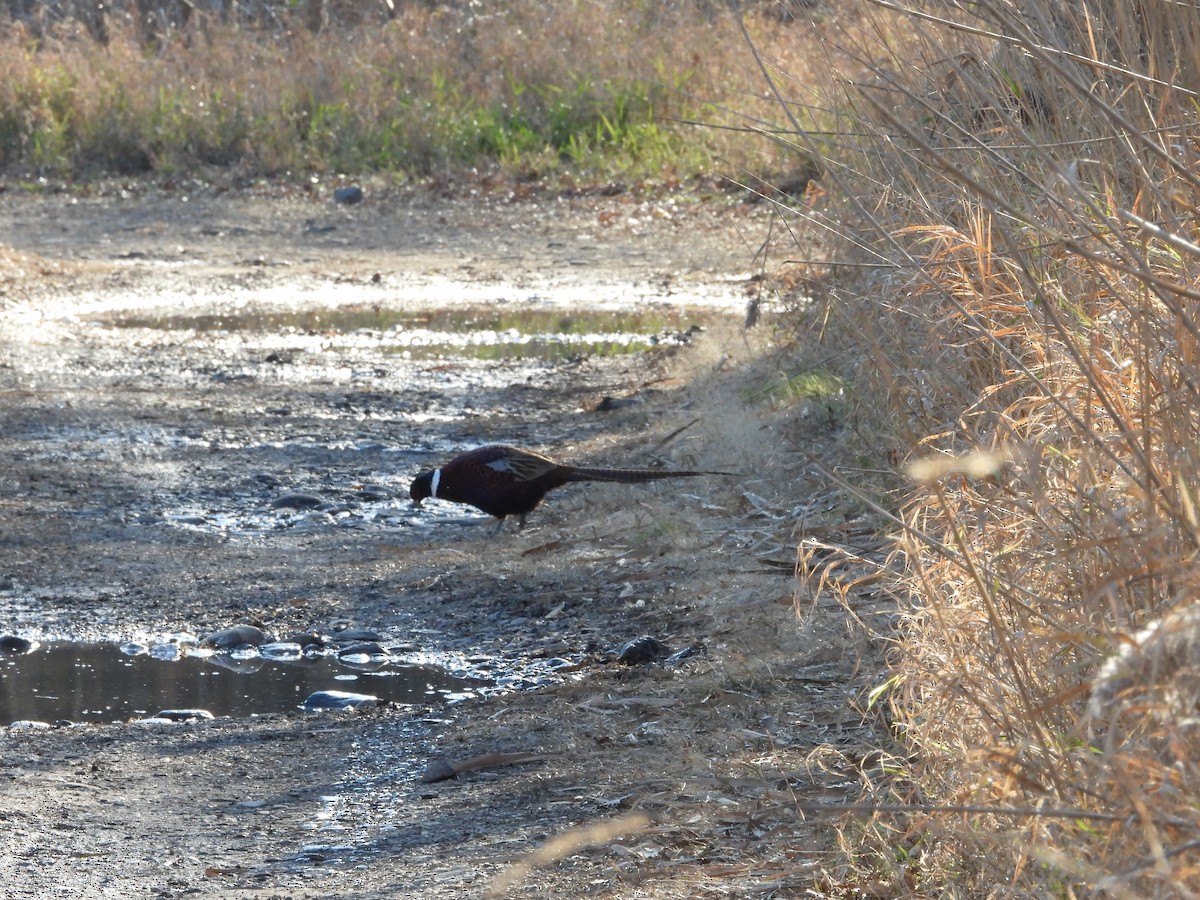 Ring-necked Pheasant - ML505303151