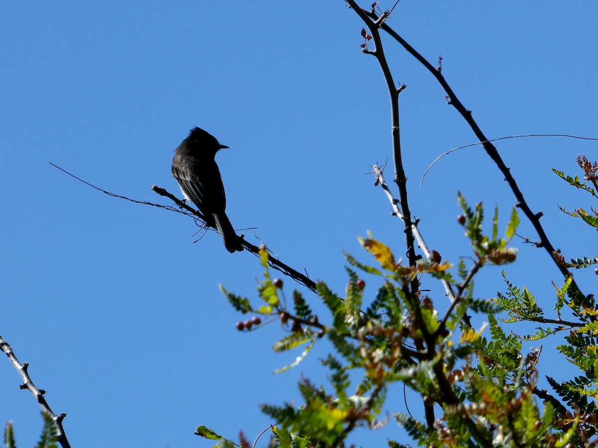 Black Phoebe - ML505304661